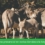 Leche de burra pasteurizada: Guía completa para elegir la mejor alternativa natural en Chile